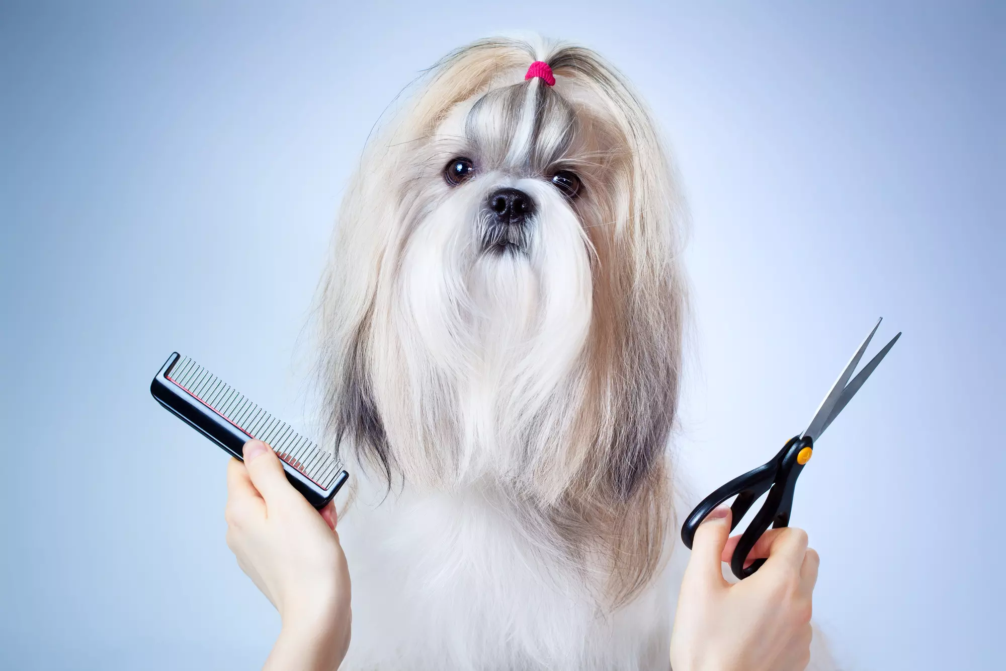 How do you know if your dog is grooming himself correctly?
