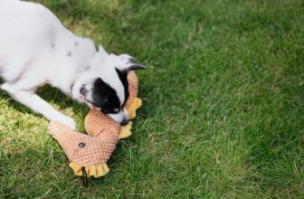 best chew toys for dogs by dogsupplyhub.com