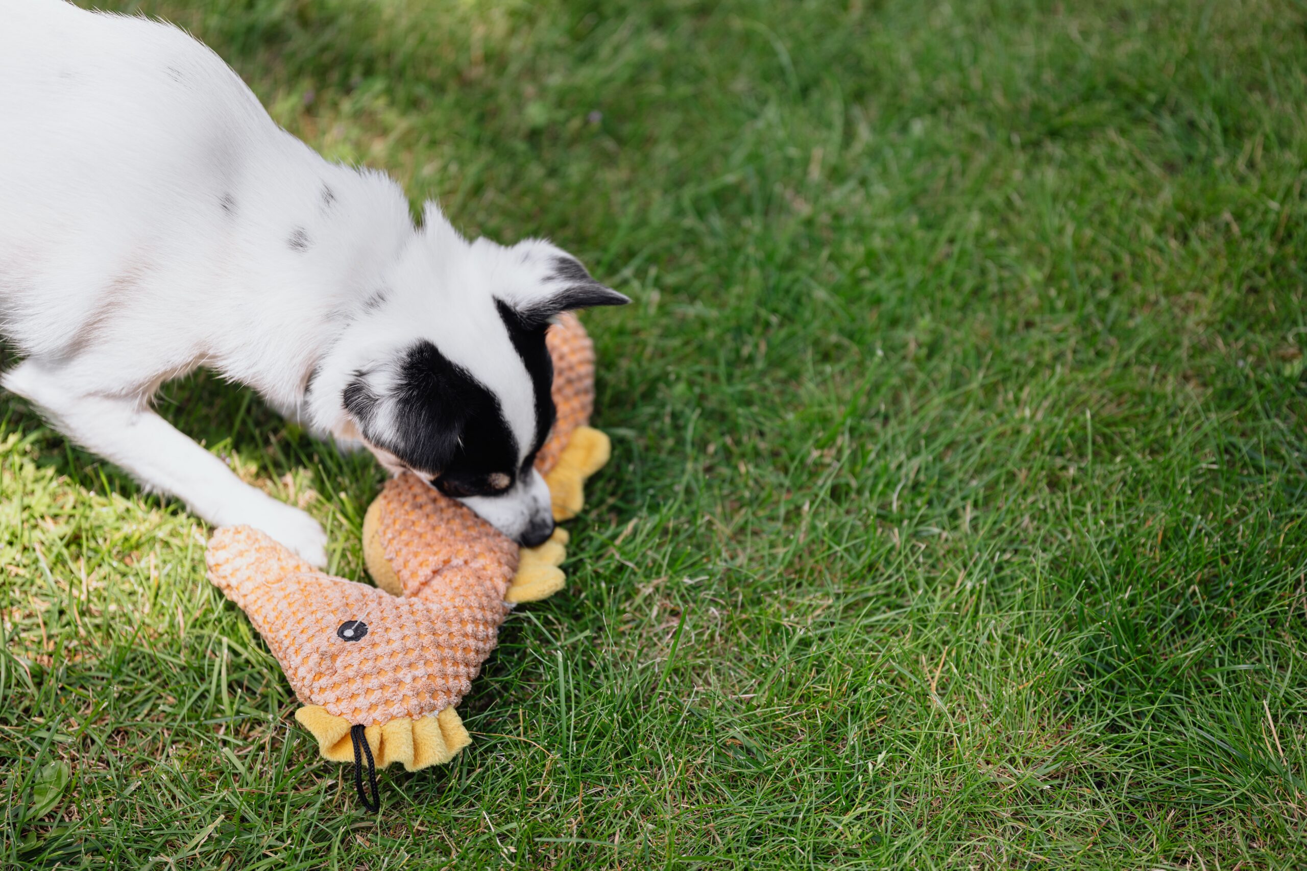 What is the Best Chew Toy for Your Dog