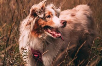How can I tell if my dog has ticks or skin tags?