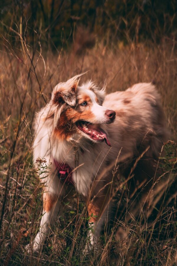 How Can I Tell If Its a Tick or a Skin Tag on my Dog?