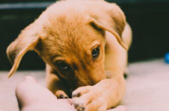 Why does your dog need vitamin and mineral supplements at dogsupplyhub.com