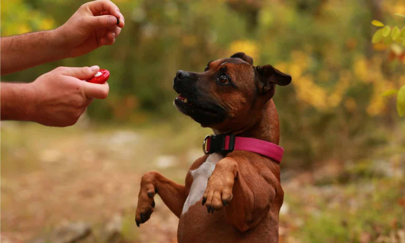 How to Clicker Train Your Dog