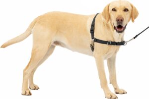  PetSafe Easy Walk No-Pull Dog Harness by dogsupplyhub.com
