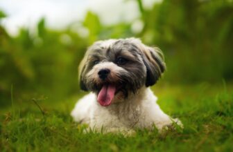 Indoor Dog Potty For Havanese from dogsupplyhub.com