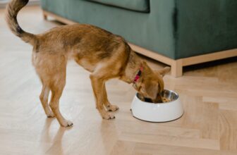 5 Best Kibble Dog Foods from Amazon on dogsupplyhub.com