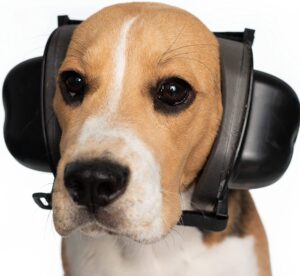 Dog Ear Muffs Noise Protection from dogsupplyhub.com