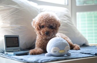 Toy poodle