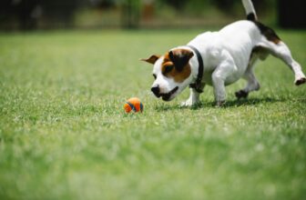 Hyper Pet Dog Ball Thrower from dogsupplyhub.com