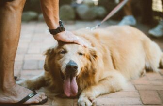 Caring for Dogs with Horner Syndrome: Tips & Advice by dogsupplyhub.com