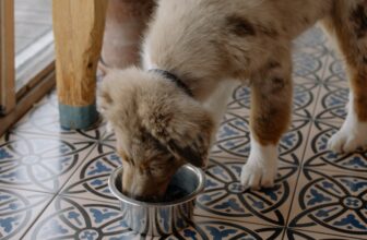 Best selling dog food on Amazon.com at dogsupplyhub.com