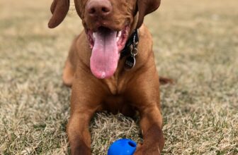 Vizsla puppy at dogsupplyhub.com