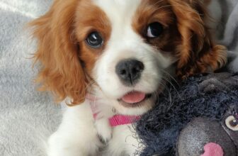 What are the 5 Best-Selling Dog Products on Amazon?