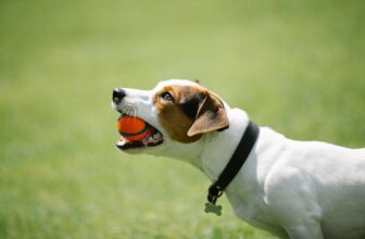 Keep your dog busy and happy with an Automatic Ball Launcher