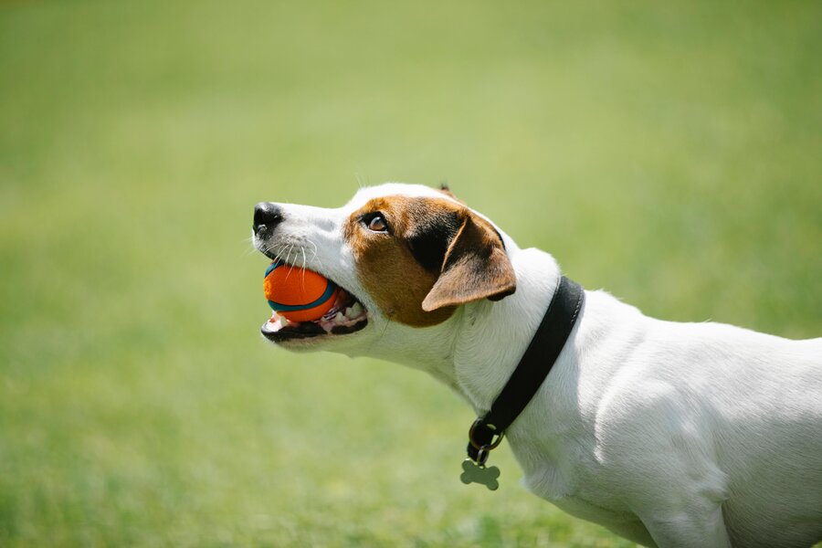 The 10 Best Automatic Ball Launchers for Dogs on Amazon: A Comprehensive Review