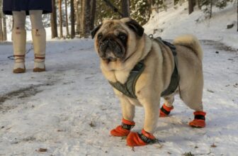 Top 10 Premium-Looking Dog Accessories Under $50 You’ll Love