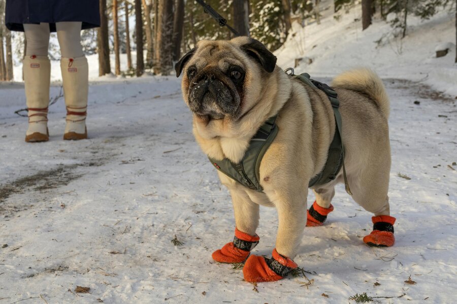 Top 10 Premium-Looking Dog Accessories Under You’ll Love Top 10 Premium-Looking Dog Accessories Under You’ll Love