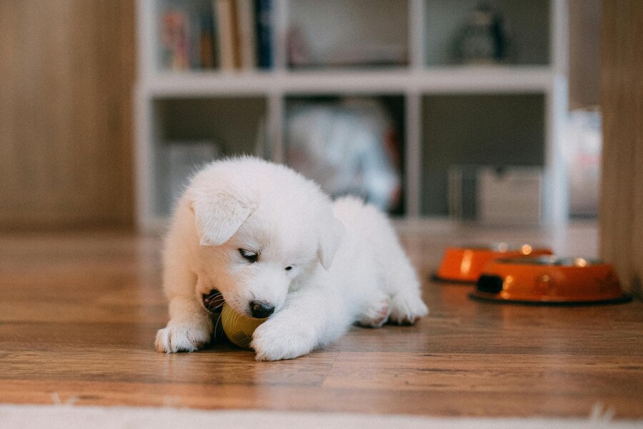 Ollie vs The Farmer’s Dog: A Real Talk Review for Dog Parents Ollie vs The Farmer’s Dog: A Real Talk Review for Dog Parents