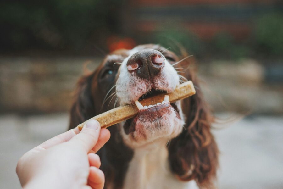 The Top Dog Treats That Are Making Tails Wag (and What You Need to Know Before You Buy!)