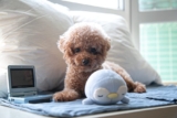 10 Reasons Why Toy Poodles Make the Perfect Companion