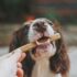 The Surprising Benefits of Daily Dental Chews for Your Dog’s Health