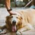 The Complete Guide to Dog Collars with Bells