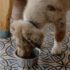 Caring for Dogs with Horner Syndrome: Tips & Advice