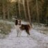 Dog Winter Coat vs Summer Coat: A Comprehensive Guide