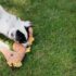 How Can I Tell If Its a Tick or a Skin Tag on my Dog?