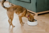 5 Best Kibble Dog Foods from Amazon
