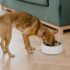 Why Does Your Dog Need Vitamins and Supplements?