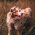 How to Clicker Train Your Dog