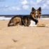 Dog Winter Coat vs Summer Coat: A Comprehensive Guide