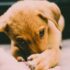 What is the Best Chew Toy for Your Dog