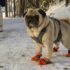 Ollie vs The Farmer’s Dog: A Real Talk Review for Dog Parents