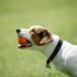 The 5 Best-Selling Luxury Dog Beds on Amazon: A Comprehensive Guide