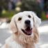 What Are Probiotics for Dogs?