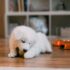 The Surprising Benefits of Daily Dental Chews for Your Dog’s Health