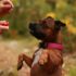 How Can I Tell If Its a Tick or a Skin Tag on my Dog?